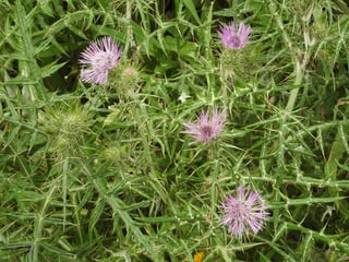Pale lilac thistle flowers with long spreading florets among spiny leaves veined in white.