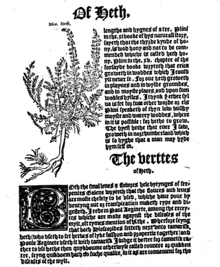 A blackletter book page headed 'Of Heth', with a woodcut of a heath plant beside the text.