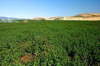 A flat green crop field with pinkish-purple flower spikes, irrigation sprinklers spraying at the back and pale dry hills beyond.