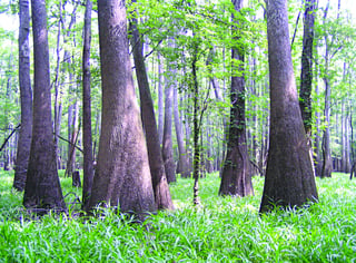 Tall swamp trees with swollen bases rising from a dense floor of green grass in a floodplain forest.