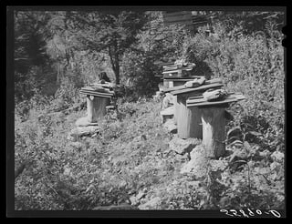 Black-and-white photograph of several upright hollow-log beehives standing on stones on a weedy hillside at a forest edge, each capped with a board.
