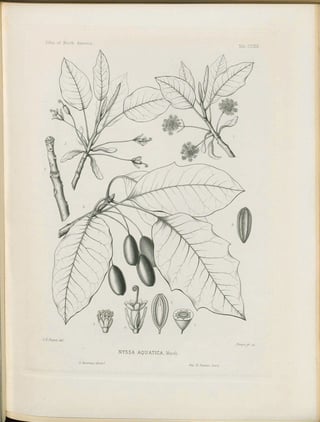 Botanical line engraving of a water tupelo shoot with large leaves, long-stalked oblong fruit and flower dissections.