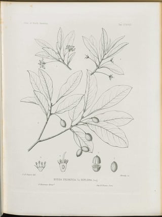 Botanical line engraving of a swamp black gum shoot with narrow leaves, paired fruit and flower dissections.