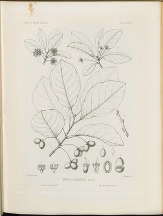 Botanical line engraving of a black gum shoot with oval leaves, small clustered fruit and flower dissections.