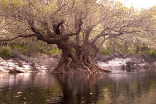A broad, many-trunked tree with a swollen, buttressed base standing in dark river water below a sandy bank.