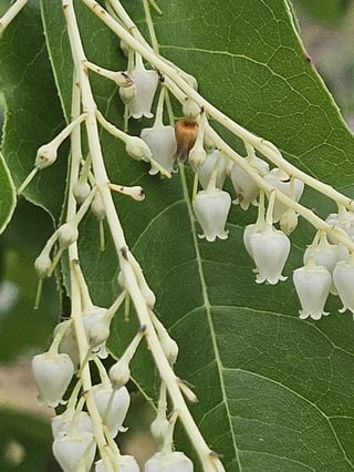 Close-up of hanging stalks lined with small white urn-shaped flowers against a green leaf.