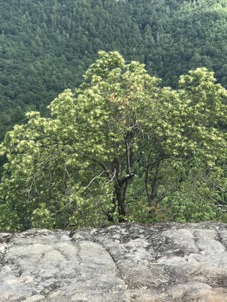A small tree with pale flower sprays growing at the lip of bare rock, a wooded mountainside falling away behind.