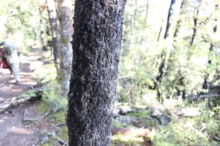 A tree trunk coated in black, crumbly sooty mould with many fine white threads standing out from the bark, beside a track in sunlit beech forest.