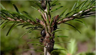 Shiny black-brown bulbous insects and many small brown nymphs crowded along a thin stem between short green needles, with an ant on a twig above.