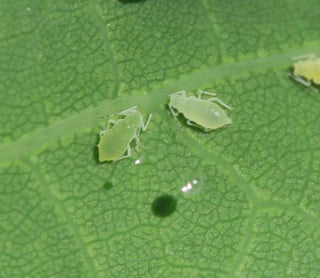 Four small pale green insects on a green leaf surface with raised veins, a clear round bead of liquid and a dark spot nearby.