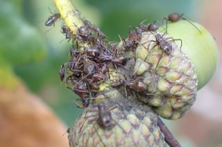 Dozens of large brown long-legged insects crowded along a twig and over the scaly cups of two green nuts, the background soft green.