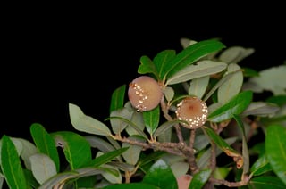 Two round tan galls on a twig of narrow leathery oak leaves, each gall speckled with clear droplets, photographed at night against black.