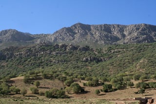 Scattered round-crowned trees on a dry grassy hillside, a bare grey rock ridge above them and a clear sky.