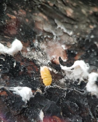 Close view of rough, blackened bark with a single pale yellow oval insect at its centre and white tufts around it.
