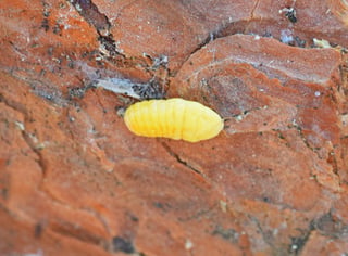 A single pale yellow oval insect on flaking orange-brown bark.