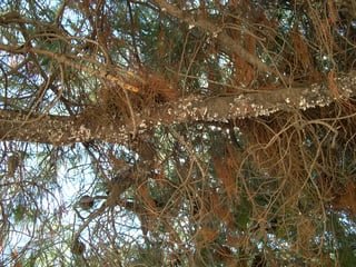 A thick horizontal branch seen from below against needles and sky, its upper surface pale and granular.