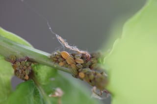 Small olive and orange insects packed along a green stalk among young leaves, the colony sharp and the rest soft.