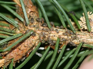 A spruce twig with green needles whose bark is crowded with small grey-brown aphids and small black specks.