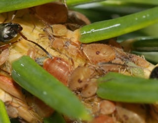 Close view of a twig where dozens of plump insects cluster along the bark between needles, with a larger black insect above them.