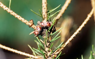 A spruce shoot where small reddish-brown, white-dusted domed insects sit in a cluster at a branch junction, the bark beneath them dark.