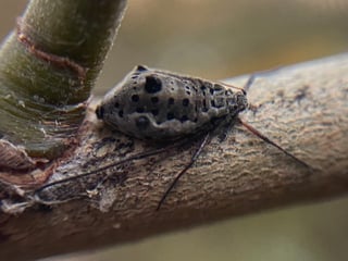 A grey aphid with rows of black spots on a pale twig, a larger dark oval at the front of its abdomen, long dark legs and antennae.