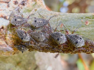 Seven or eight large grey aphids with black spots and smaller brown nymphs clustered along a pale green branch.
