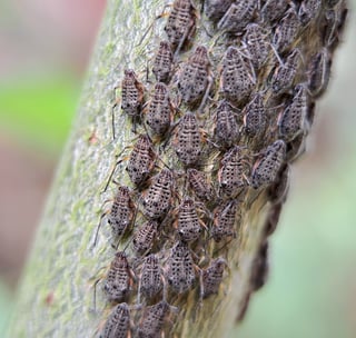 Dozens of spotted grey-brown aphids packed in rows along a pale green stem.