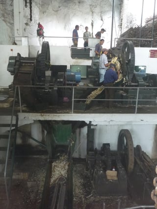 Inside a whitewashed mill, men on a raised platform feed sugar cane stalks into two large geared crushing machines, crushed cane falling down a green chute to the floor below and a stack of cut cane at the top right.