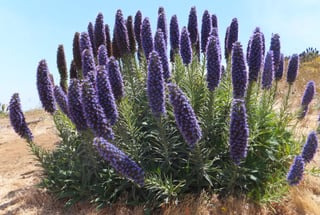 A large shrub covered in dozens of upright blue-purple flower spikes on dry grassy ground under a blue sky, more of the plants on the slope behind.