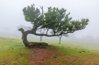 A single old tree on a grassy slope in thick fog, its thick trunk bent low and one long branch running sideways, bare red earth under it and faint trees behind.