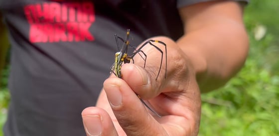 Long legged spider caught in a hand