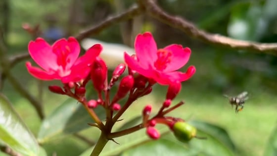 Jatropha flower with native bee hovering nearby