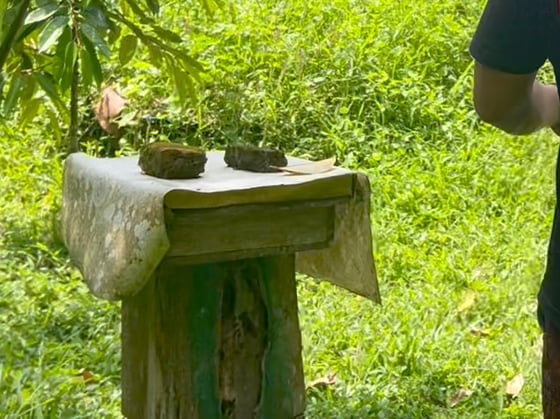 Lipecep stingless bee house. A covered wooden box on a vertical hollow log.