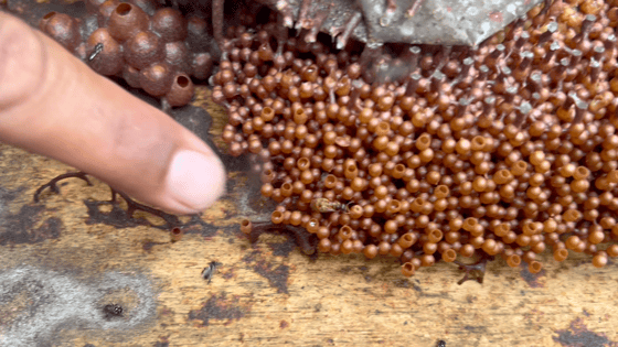 The Lipecep hive top off showing the mass of brood and a finger pointing at the queen.
