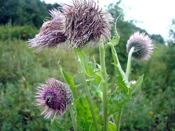 Thistle blooms.