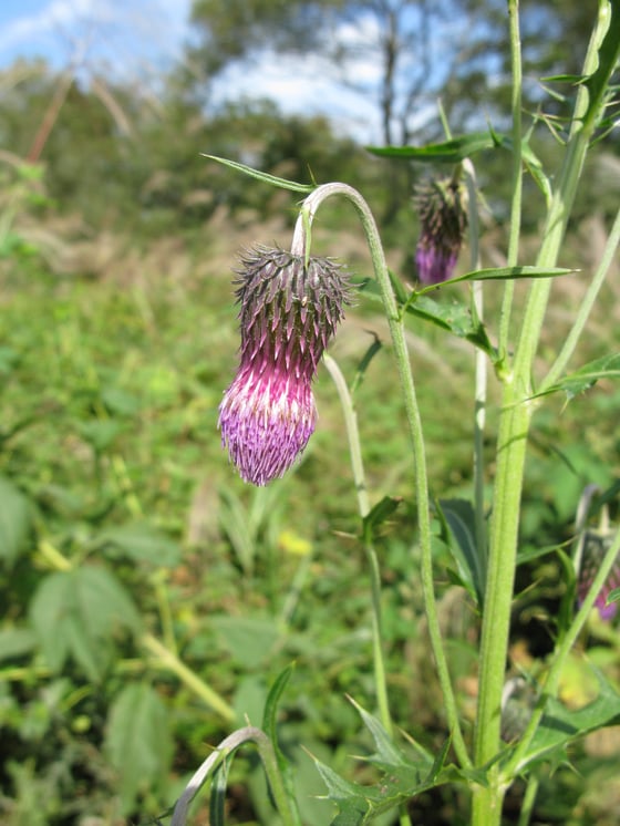 Single thistle bloom on a plant