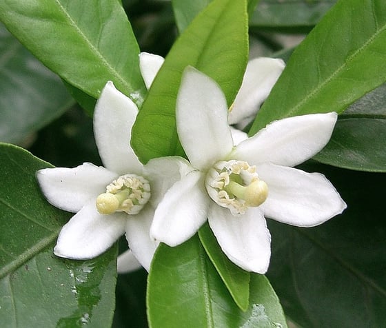 Citrus unshiu blossom showing two white blossoms.