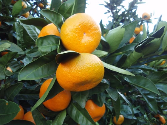 Citrus unshiu mandarin on tree.