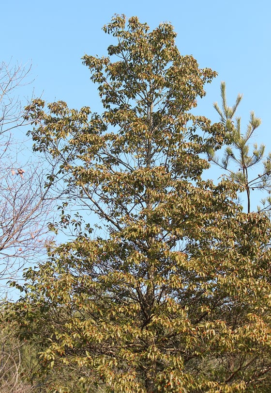 Soyogo tree 20-30 meters high.