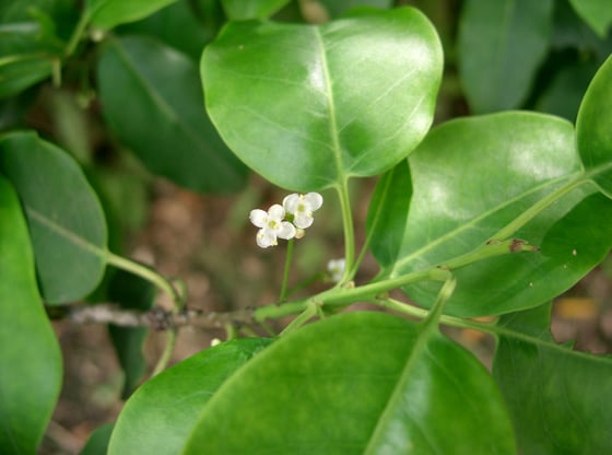 Soyogo tree branch with tiny white flowers.