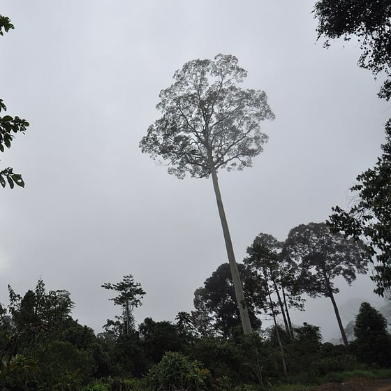 Tall tree looms over the forest