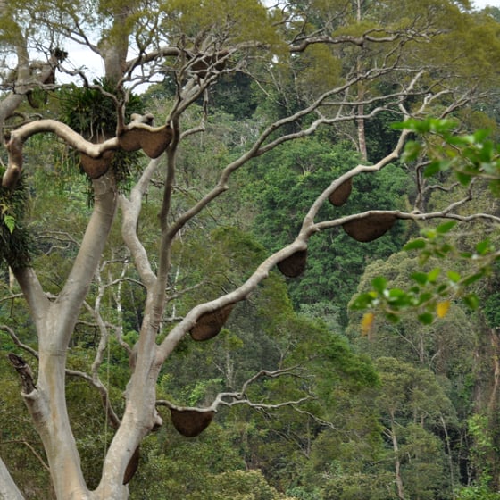 Tall tree looms over the forest