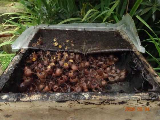 Rectangular shallow wooden box with top peeled back to show the small round pots of honey and pollen