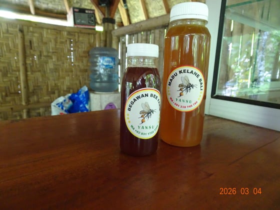 Two bottles of honey. Left smaller and dark, the right tollar and light golden.