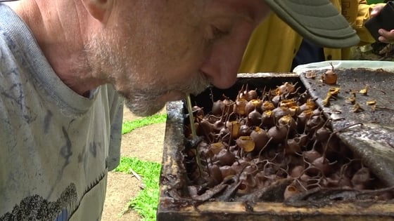 From the side we see Scott bending over the hive with a straw sipping honey from a pot.