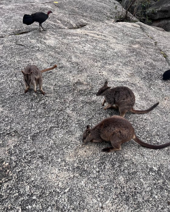 Three Rock Wallabies on a large grey rock.