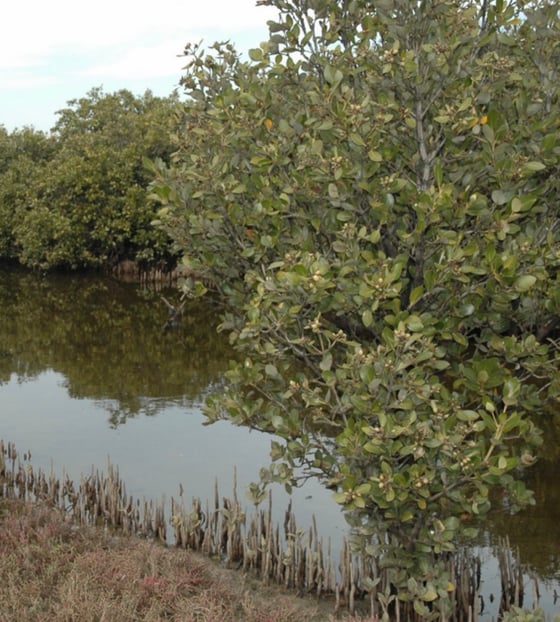 Green leaved bushes by water.