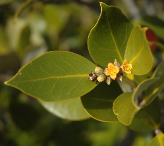Long pointed waxy green leaves with small cluster of yellow flowers.