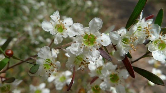 Multiple white five petal flowers on a branch