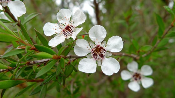 Three white pink, five petaled blossoms on a tree branch.
